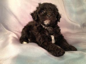 Male Black and white Bichon Poodle Puppies for sale Born April 5th 2013|Bichon poodle Breeders in Illinois and Wisconsin are welcome buyers at Purebredpups! 2
